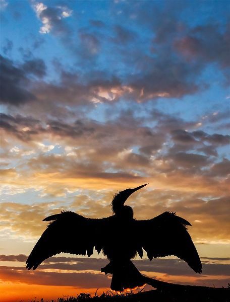 Jones, Adam 아티스트의 Anhinga silhouetted at sunset-Florida작품입니다.